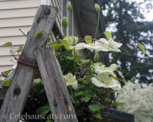 Borrowed Clematis flowers, 2026 © Colehauscats.com