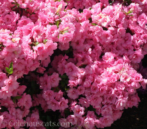 Double pink azalea, 2026 © Colehauscats.com