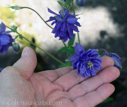 Double purple Columbine, 2026 © Colehauscats.com