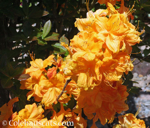 Exbury orange azalea, 2026 © Colehauscats.com