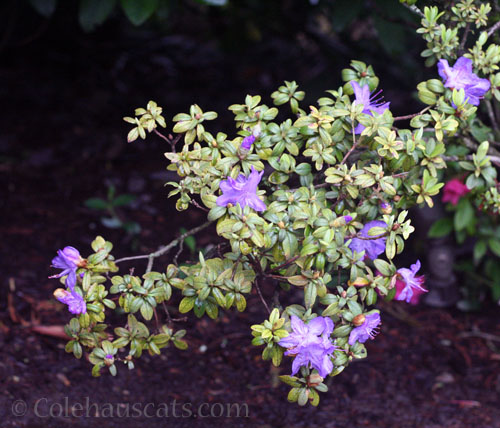 Old Impeditum azalea, 2026 © Colehauscats.com