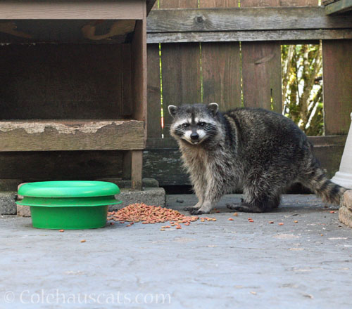 Millie the raccoon spilling the food © Colehauscats.com