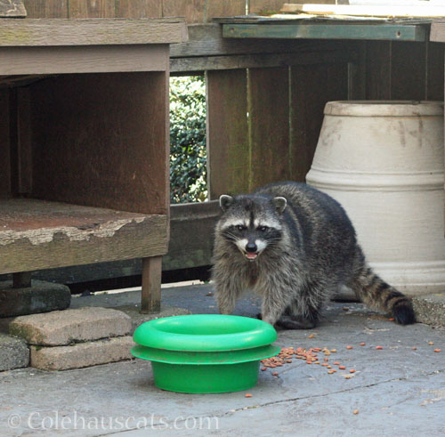 Millie says Hi! © Colehauscats.com