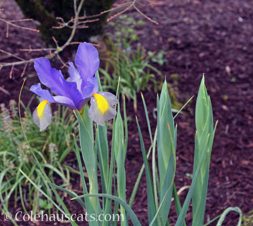 Not our Dutch iris, 2026 © Colehauscats.com