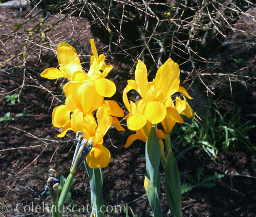 Our yellow Dutch iris, 2026 © Colehauscats.com