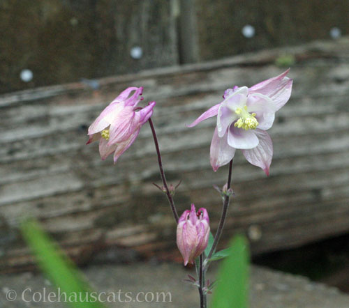 Pink Columbine, 2026 © Colehauscats.com