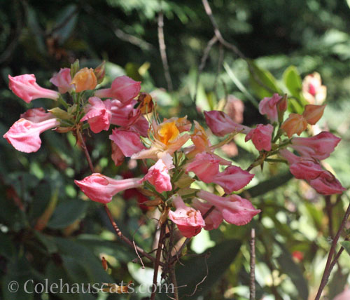 Old pink Exbury azalea, 2026 © Colehauscats.com
