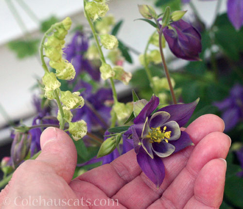Purple and green Columbine, 2026 © Colehauscats.com