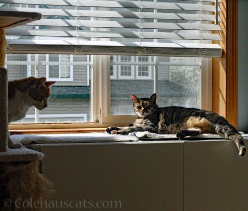 Quint and Viola © Colehauscatas.com