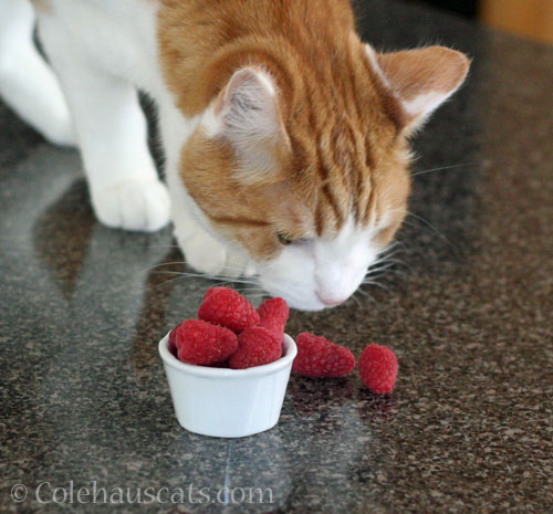 Quint inspects June berries © Colehauscats.com