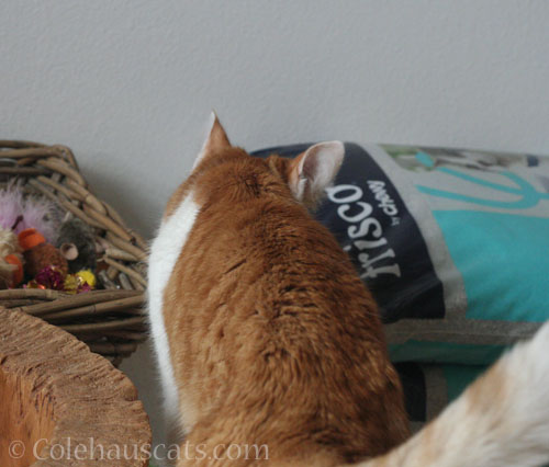 Quint checks out the litter situation © Colehauscats.com