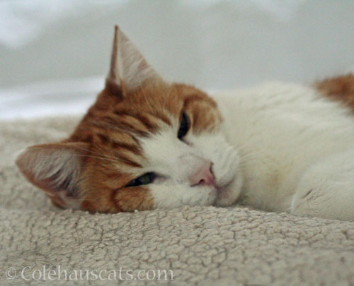 Quint chilling © Colehauscats.com