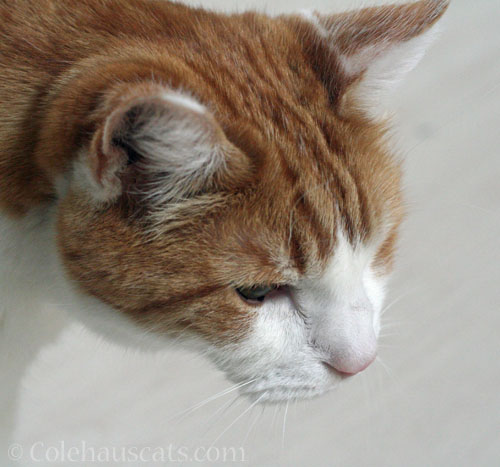 Quint denies © Colehauscats.com