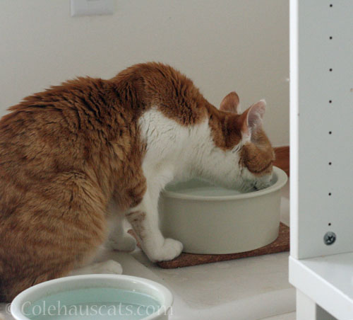 Slurping fresh water with Quint © Colehauscats.com