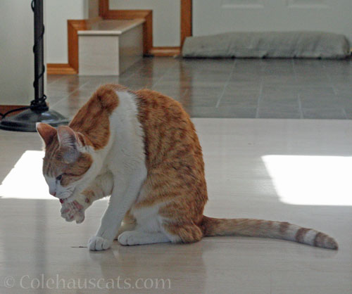Tasting feather bits © Colehauscats.com