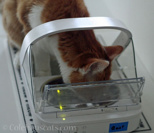 Breakfast with Quint © Colehauscats.com