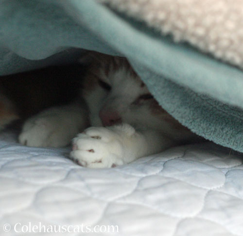 Quint in his blanket fort © Colehauscats.com