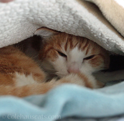 Time for a fort nap © Colehauscats.com