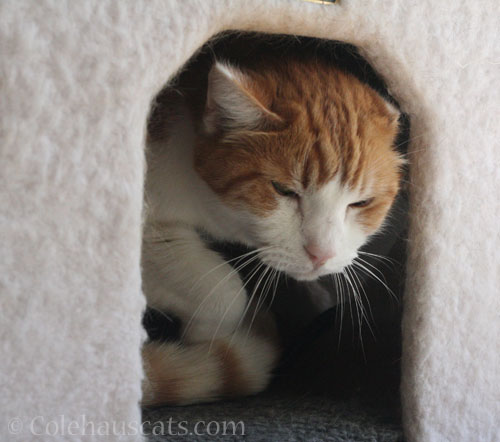 Wake up with Quint © Colehauscats.com