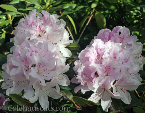 Quint's favorite pink Rhododendron, 2026 © Colehauscats.com