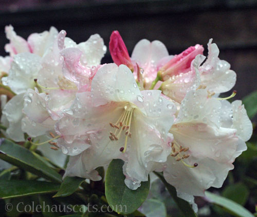 Rhododendron enjoying spring rain, 2026 © Colehauscats.com