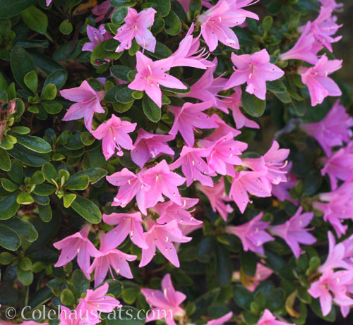 Single pink Azalea, 2026 © Colehauscats.com