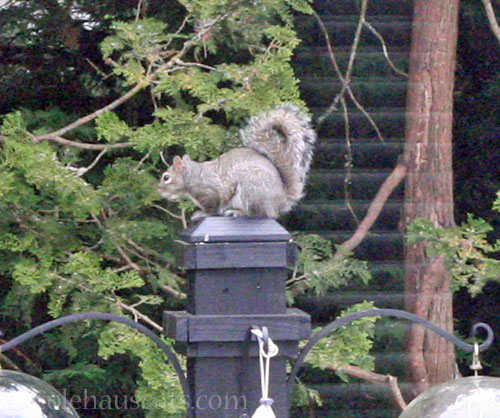 Squirrel post finial? © Colehauscats.com