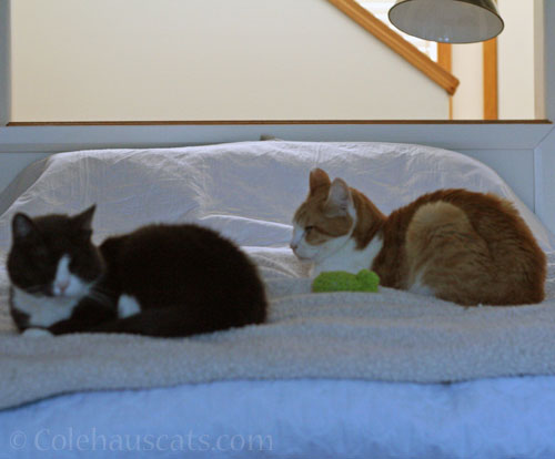Blurry Tessa and Quint with favorite toy © Colehauscats.com
