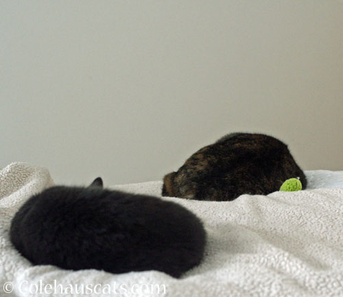 Tessa and Viola and favorite toy © Colehauscats.com