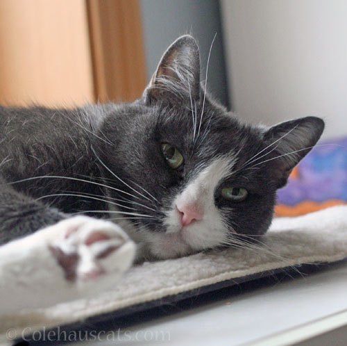 Tessa, the Bestest © Colehauscats.com