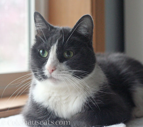 Tessa the bestest at what? © Colehauscats.com