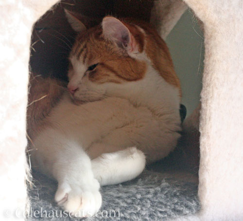 Is Quint the bestest? © Colehauscats.com