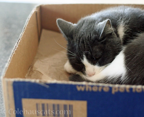 Tessa, 2026 © Colehauscats.com