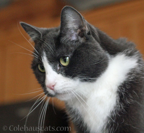 Tessa tattles © Colehauscats.com