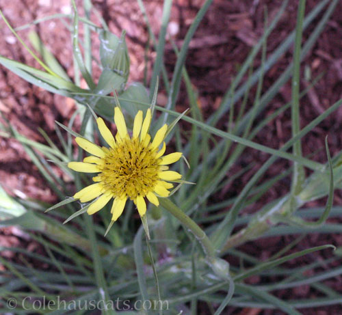 Tragopogon dubius or Yellow Salisfy, 2026 © Colehauscats.com