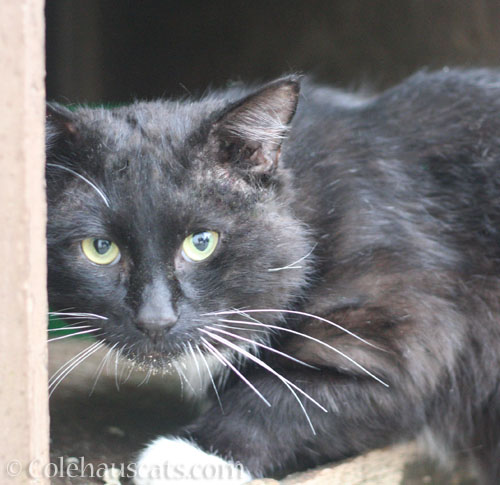 Tuxie Boy © Colehauscats.com