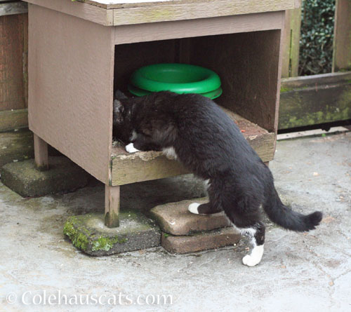 Tuxie Boy does not bring flowers, May 2026 © Colehauscats.com