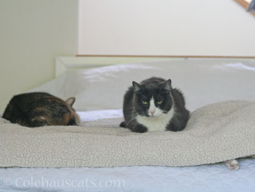 Viola, Tessa and Quint © Colehauscats.com