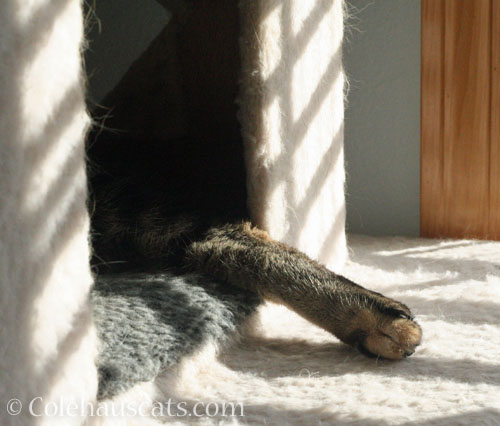 Someone's foot © Colehauscats.com