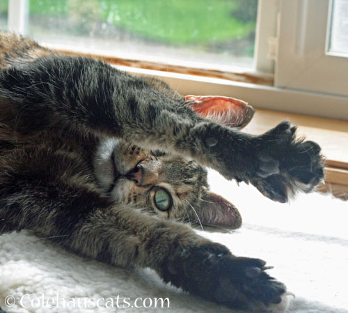 Viola needs a hug © Colehauscats.com
