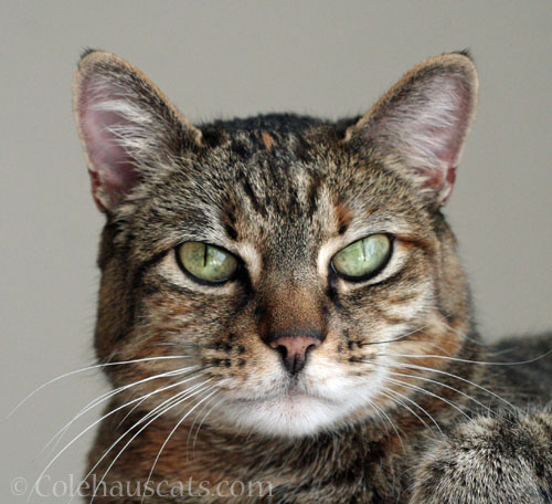 Viola © Colehauscats.com