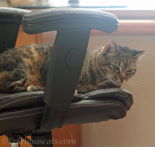 It's Viola's chair today © Colehauscats.com