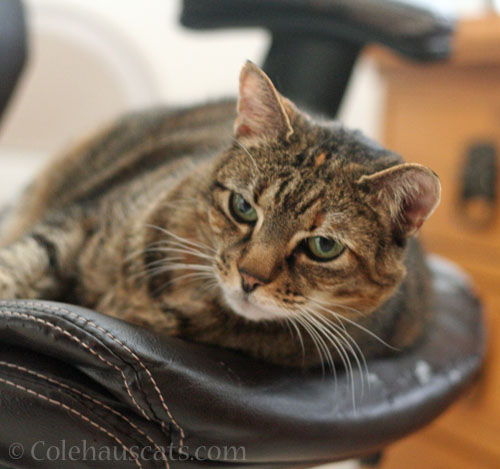 Viola takes the computer chair © Colehauscats.com
