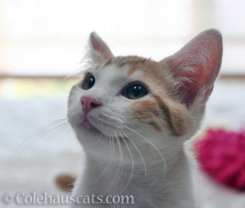 Baby Quint, August 2012 © Colehauscats.com