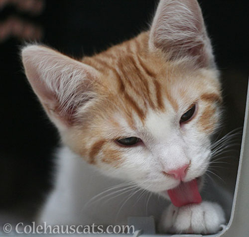 Baby Quint, August 2012 © Colehauscats.com