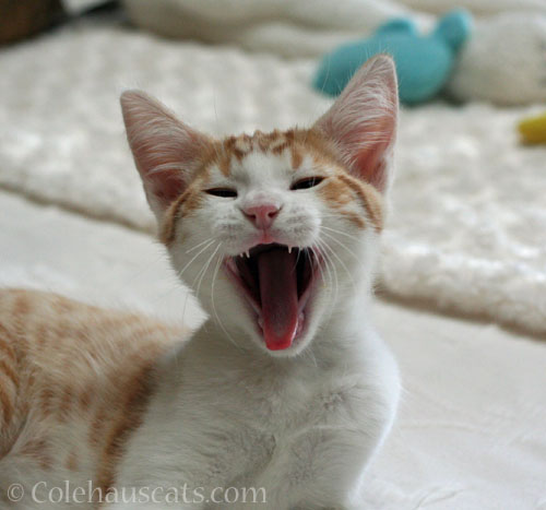 Baby Quint tells all, August 2012 © Colehauscats.com