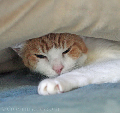 Quint in his summer blanket fort, June 2026 © Colehauscats.com