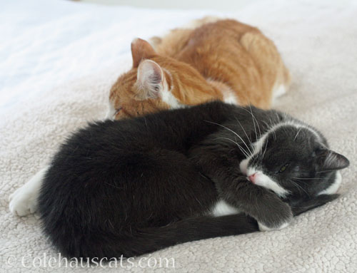 Quint and Tessa noontime naps, June 2026 © Colehauscats.com