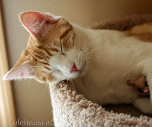 Quint and mousie friend at rest, 2013 © Colehauscats.com