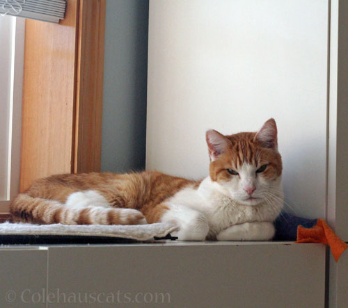 Quint dislikes Mondays © Colehauscats.com